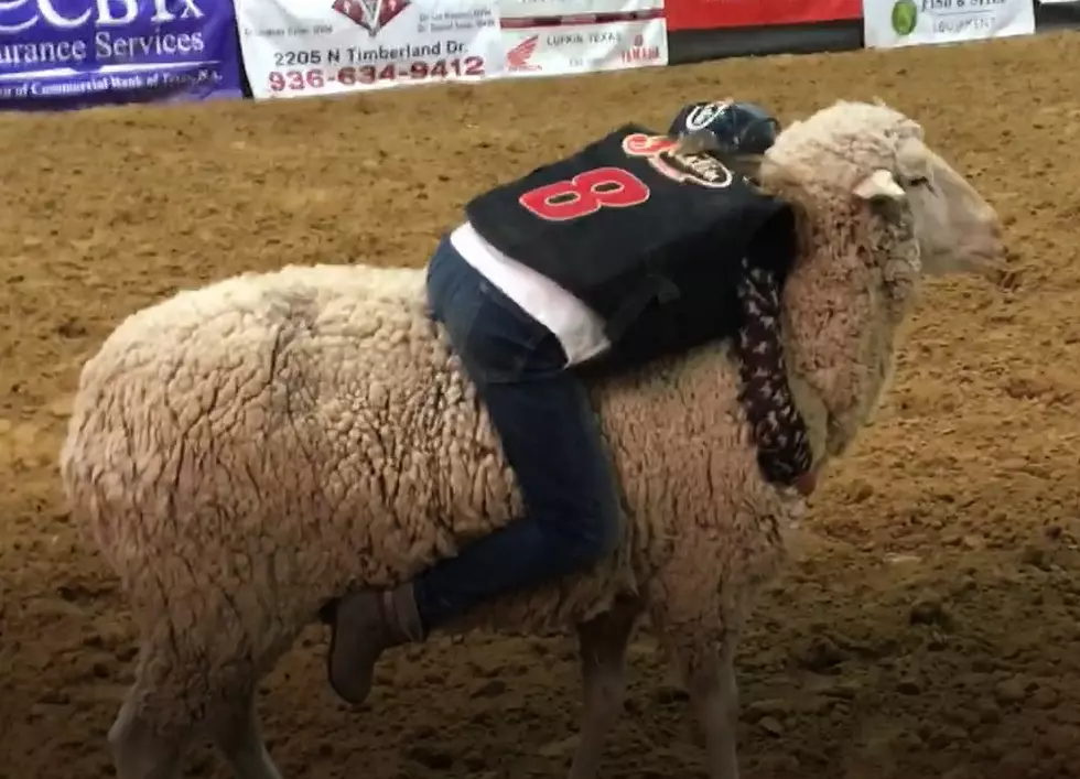 Here Are The Nacogdoches Pro Rodeo Mutton Busting Riders