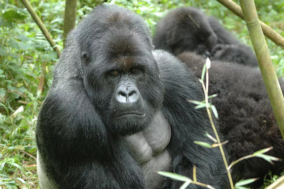 Hard-Charging Gorilla Smacks Into Window Trying to Attack Zoo Visitor
